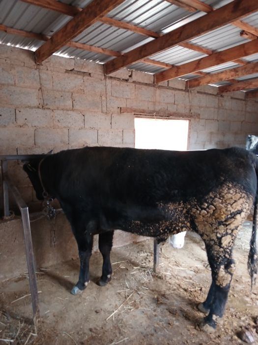 Продаются 10 голов быков