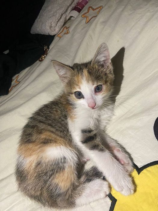 Отдам дарм кошка