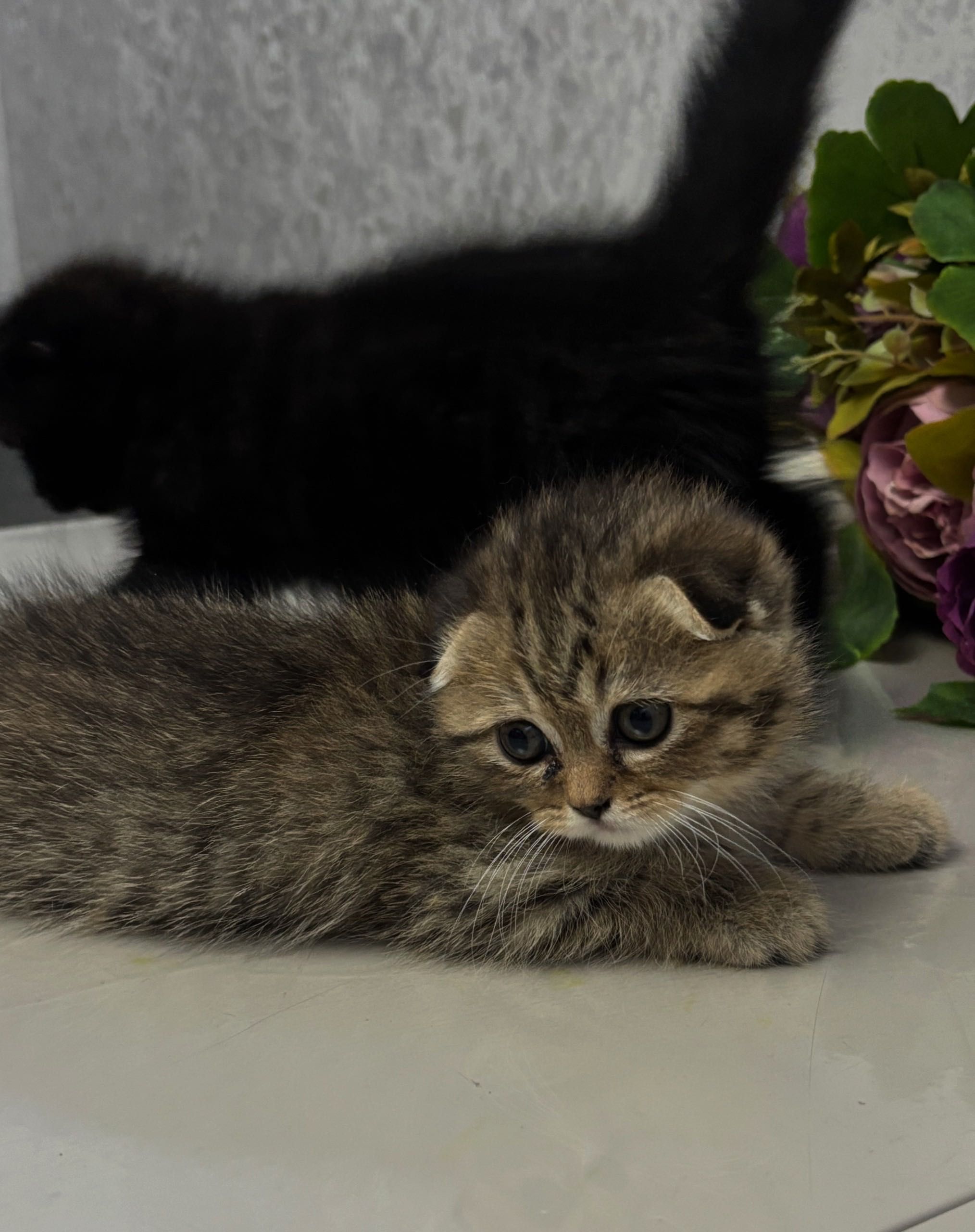 Котята породы Скоттиш Фолд