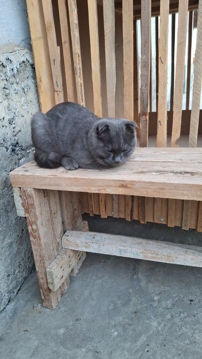 Скоттиш- фолд сотилади