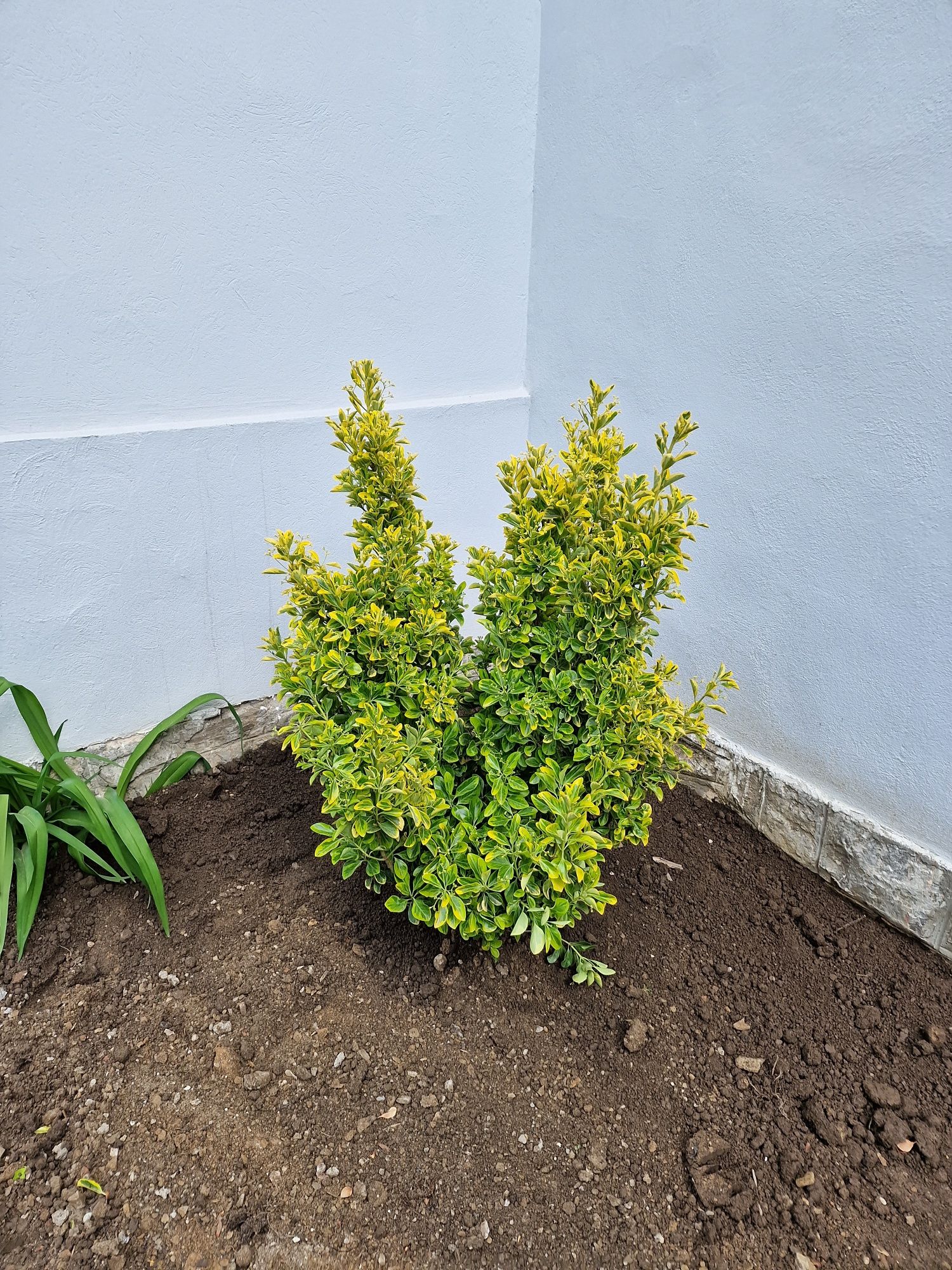 Photinia, catalpa, tuia, chiparos leylandii, plante ornamentale