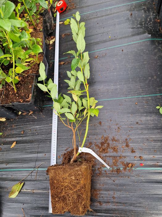 Боровинки разсад