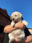 De vanzare Labrador Retriever deosebit genetic/transport