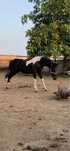 Vand manz si manza tarcata pinto din friesian frizian friz si gipsy