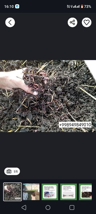 Калифорния чувалчанги калифорнийский червы