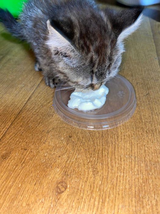 Даром отдам/текинга беривораман бесплатно