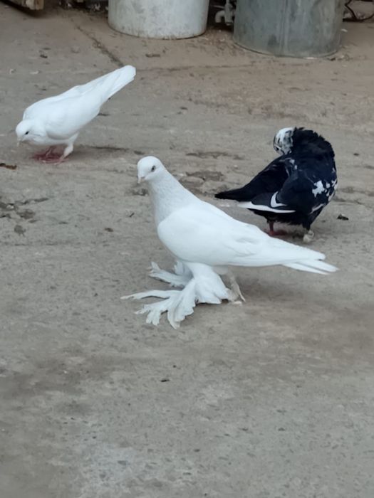 Голубы кептер лед игра, разные виды