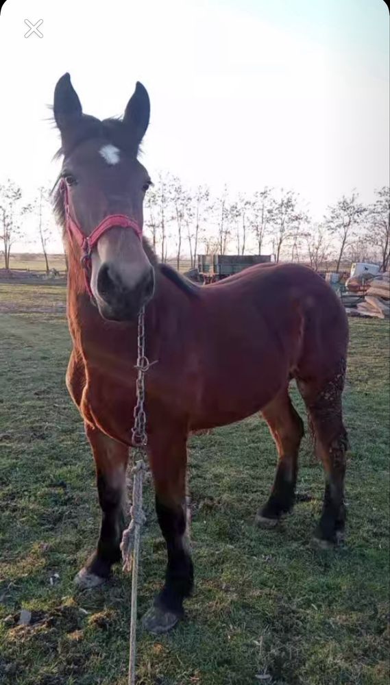 Manza de 1 an si 4 luni invatat la ham si calare