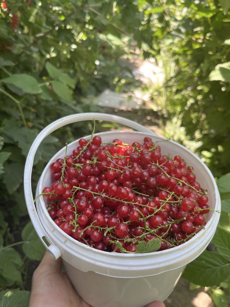 Продается малина смородина