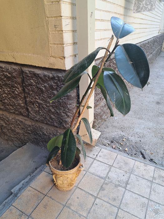 Фикус сотилади гултуваги антиқа