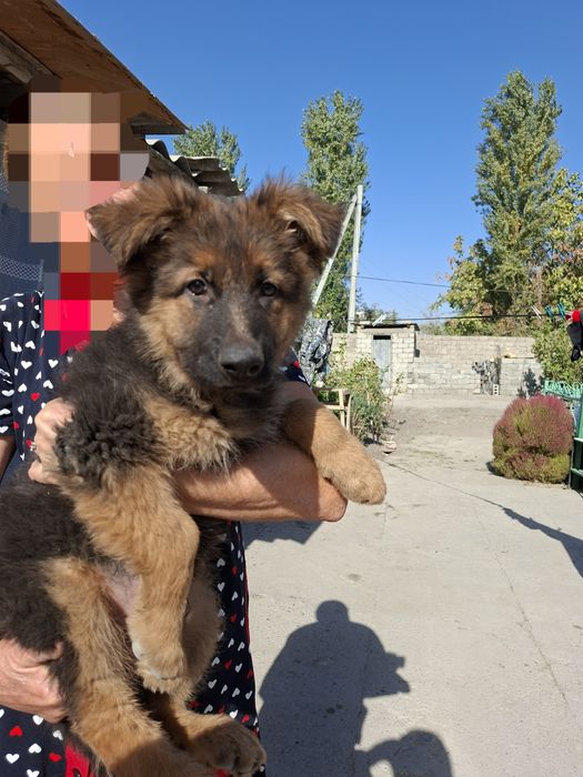 Щенок овчарка мальчик