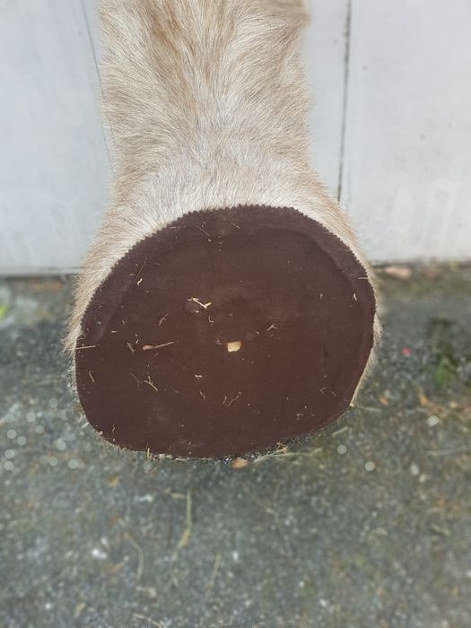 Vand cap cu trunchi impaiat de antilopa
