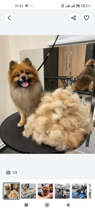 Бережно с любовью собачкам наведём красоту