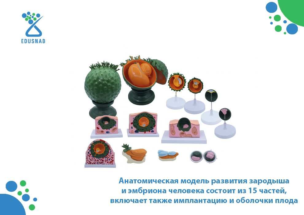 Анатомическая модель развития зародыша
и эмбриона человека