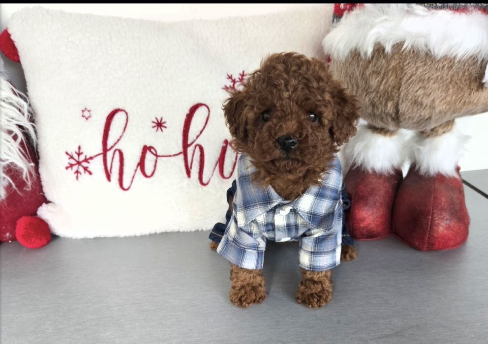 Пудел той Poodle toy / пудел тийкъп с родословие