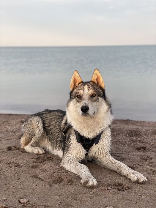 Лайка для вязки (кабель)