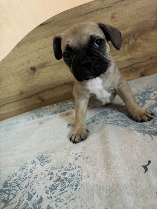 Френски булдог 1 мъжко