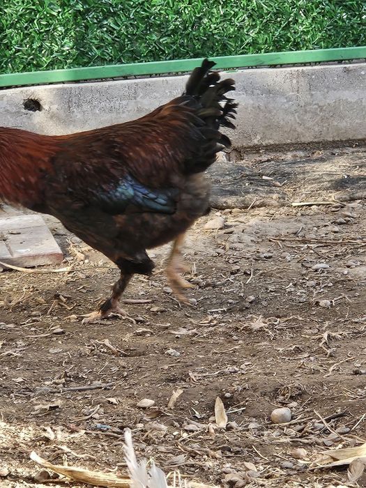 Петухы Хан хаяп, хурозлари