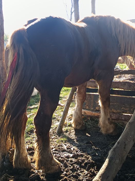 Vând mânz de 3 ani castrat cu acte