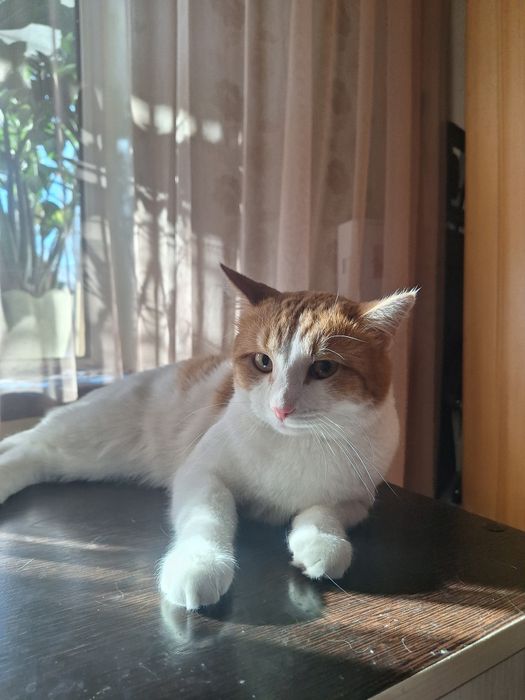 Отдам весёлого кота хорошим людям!м