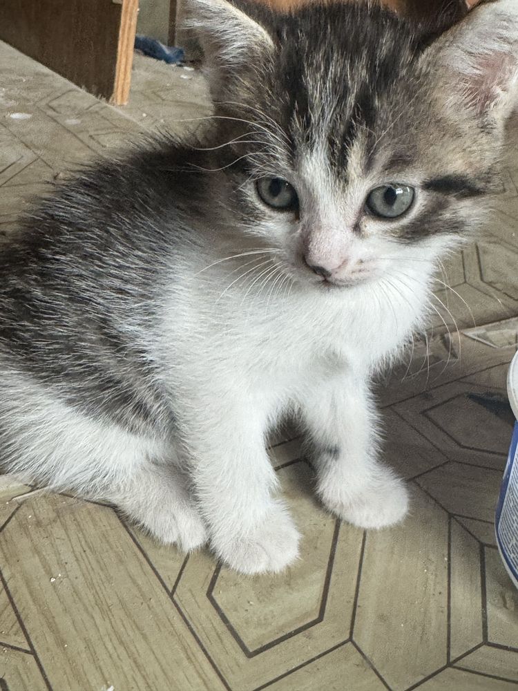 Отдам котят бесплатно