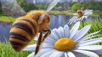 Продаются отводки пчёл
