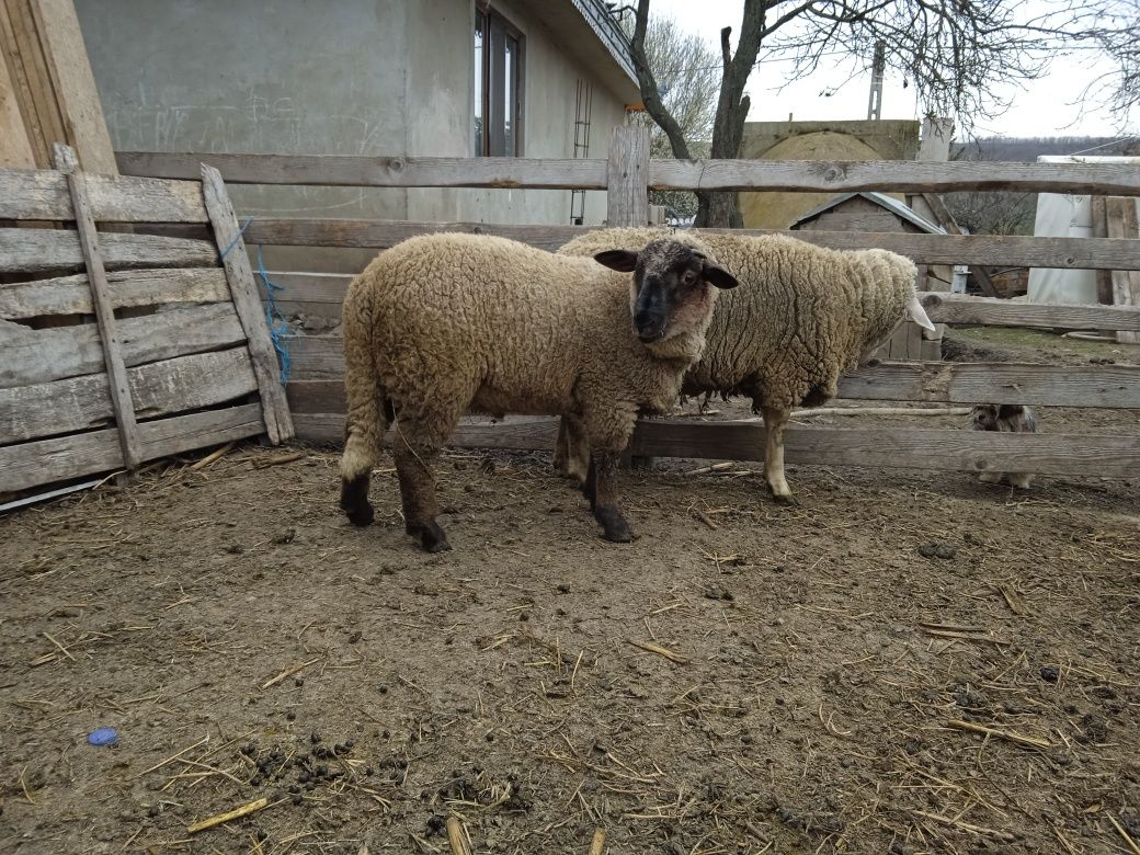 Berbec de rasă sulfoc și oaie tagaie