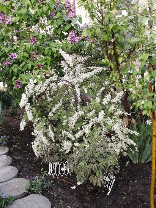 Спирея, неприхотливое многолетнее растение