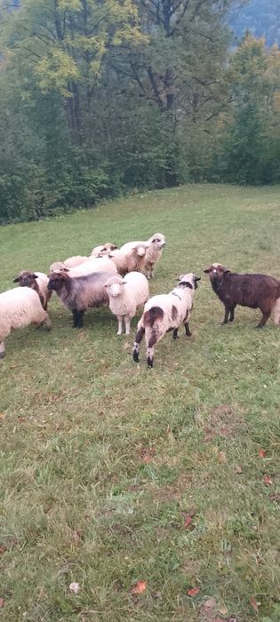 10 miele de vânzare