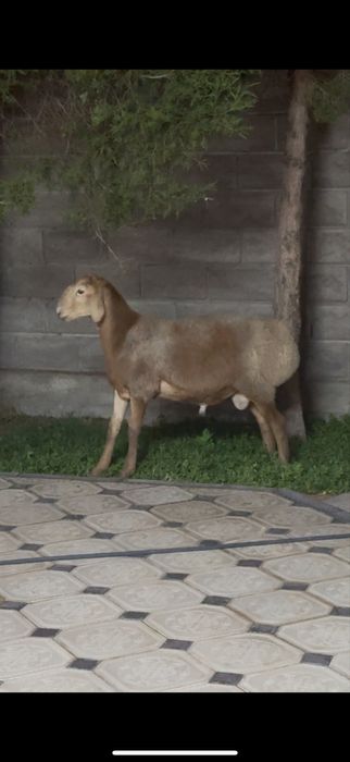 Продам Кочкара Арашан