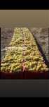 Vand struguri de vin orice soi