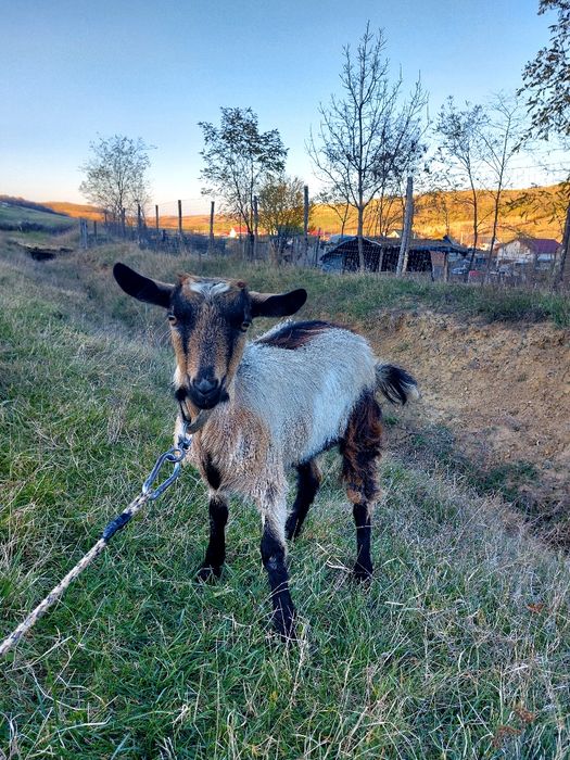 Vând echipa de capre cu țap