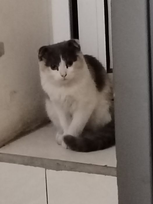 Scottish Fold sotiladi 1.250 ming paroda toza