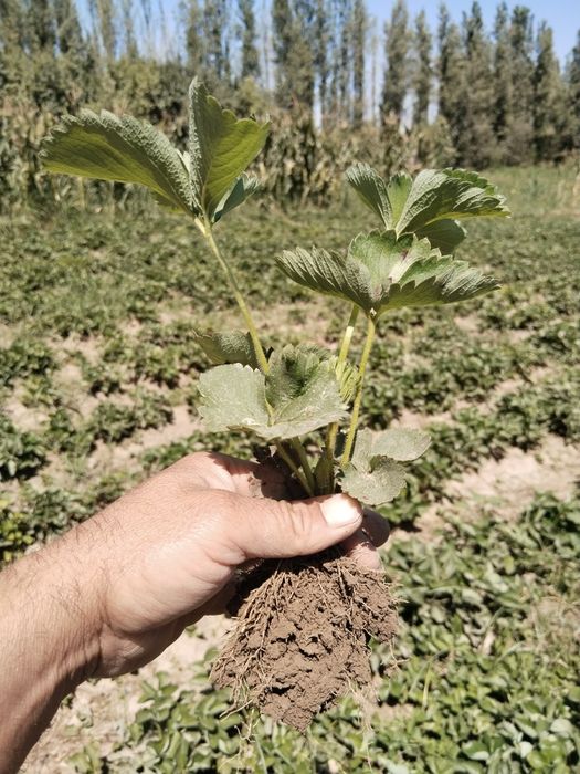 Alba , Kler koʻchatlari bor  kelishilgan narxlarda