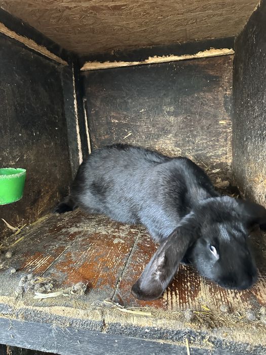 De vanzare o prereche de iepuri .