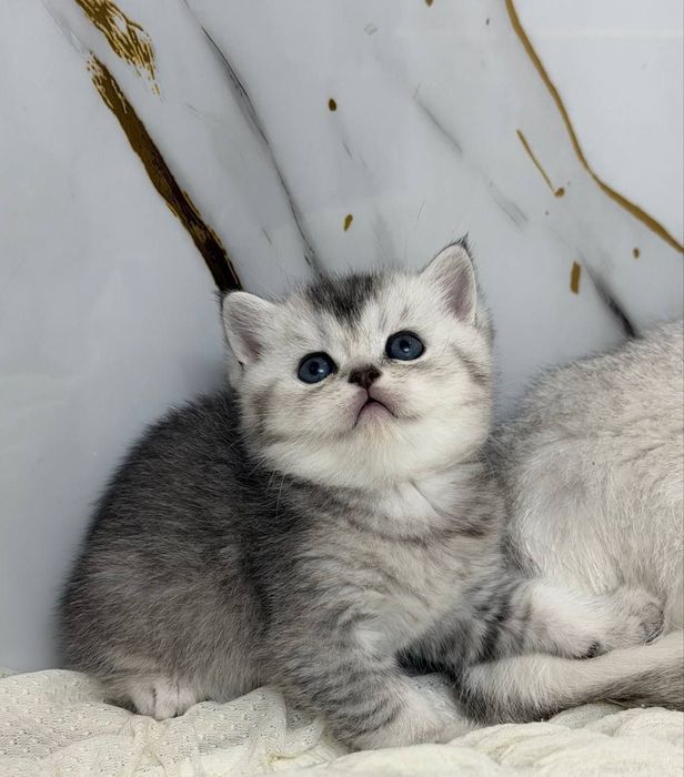 Скотиш страйт британская шиншилла мальчик 
Здоровый, активный 
Аппетит