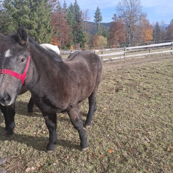 Vând 2 manze cu acte in regula