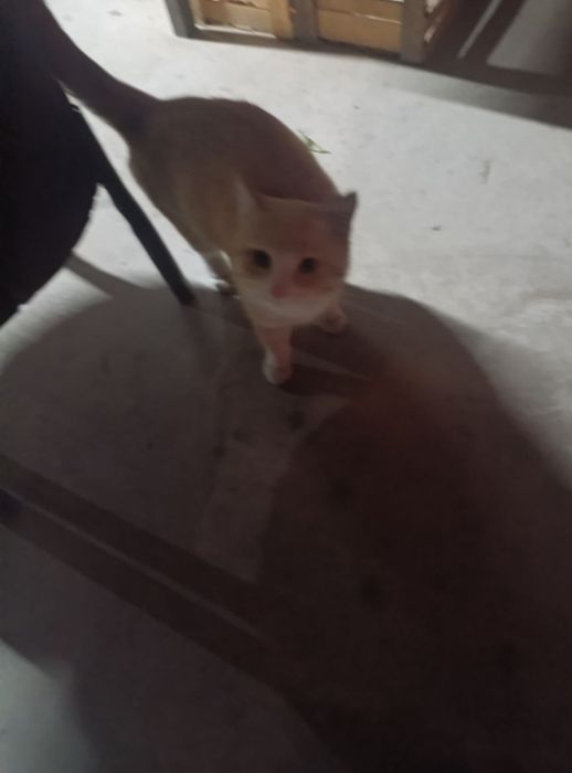 Кот ,скотиш страйт бесплатно