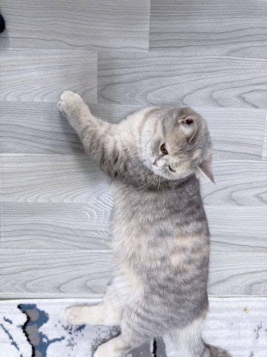 Britanski mayin yungli mushuk