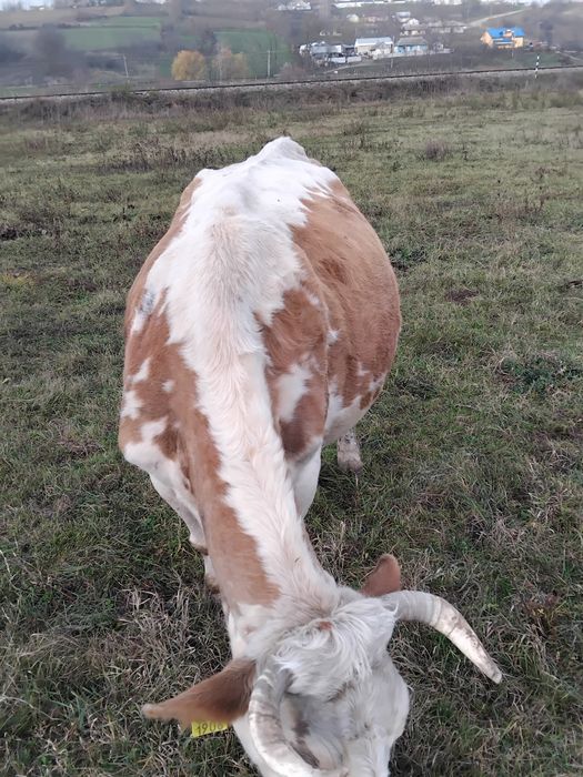 Vând o vacă frumoasă