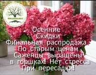 Ванилла фрайз, Бонфаер гортензия метельчатая