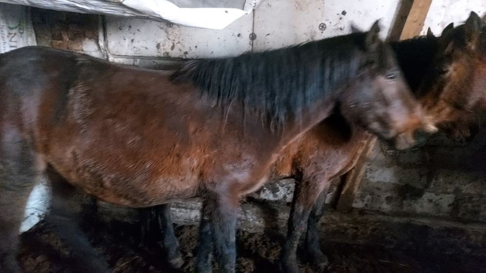 Астана қаласы илинка жылқылар сатылады