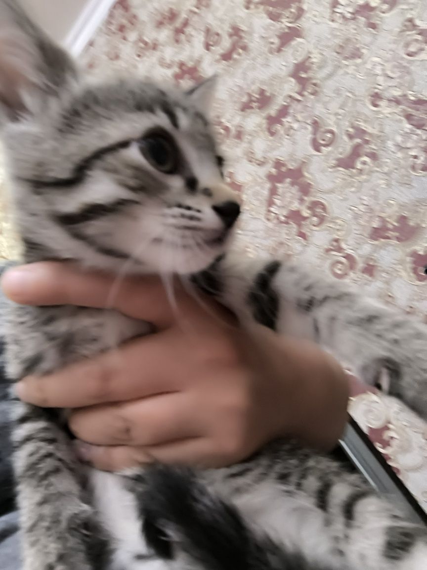 Котят хотим отдать