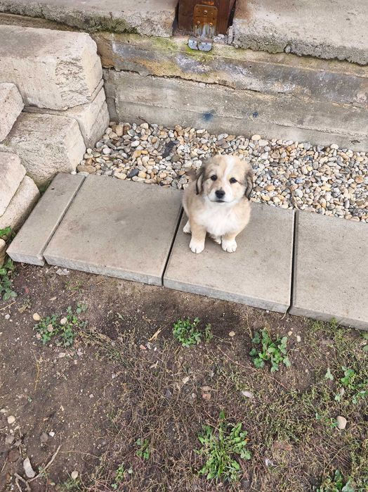 Ofer spre adoptie 4  catei , Teri baieti si o fata.