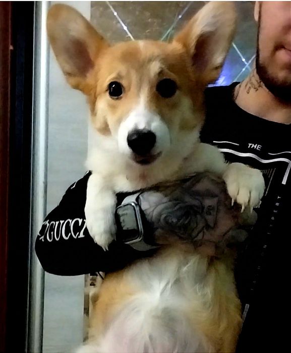 В продаже вельш пемброк корги