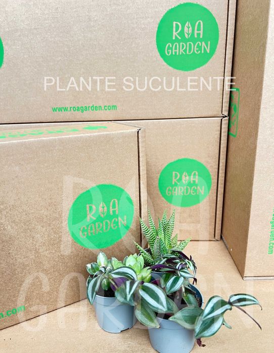 Cactuși și plante suculente – decorative pentru interior și grădină