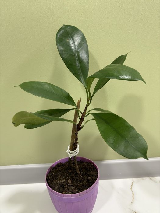 Фикус орех циатиспула