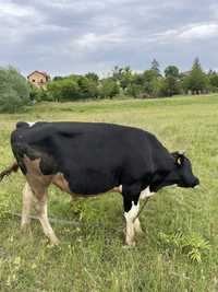 Vand taur rasa Holstein