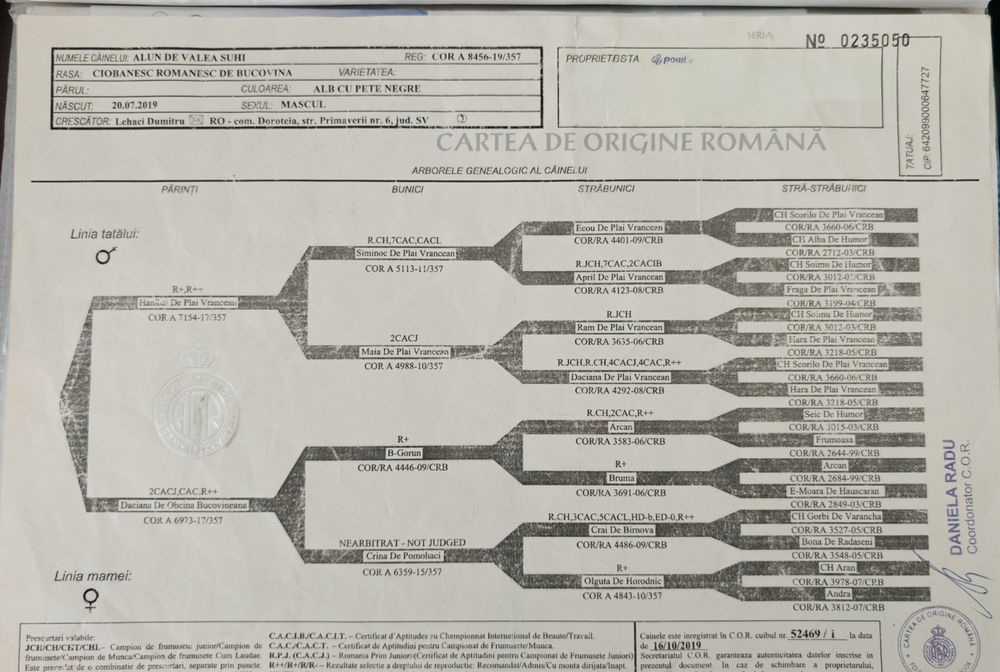 Ciobanesc de Bucovina