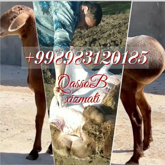 QASSOB qassob hizmati.